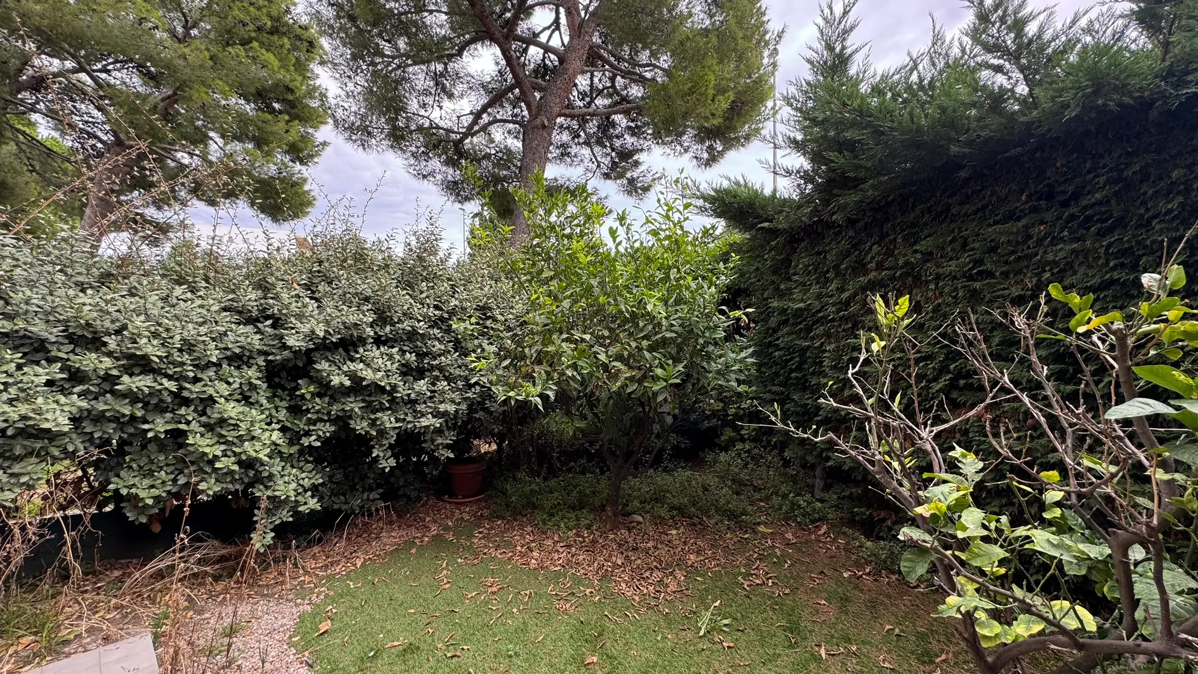 Jardin avant notre intervention
